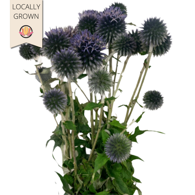 Echinops local