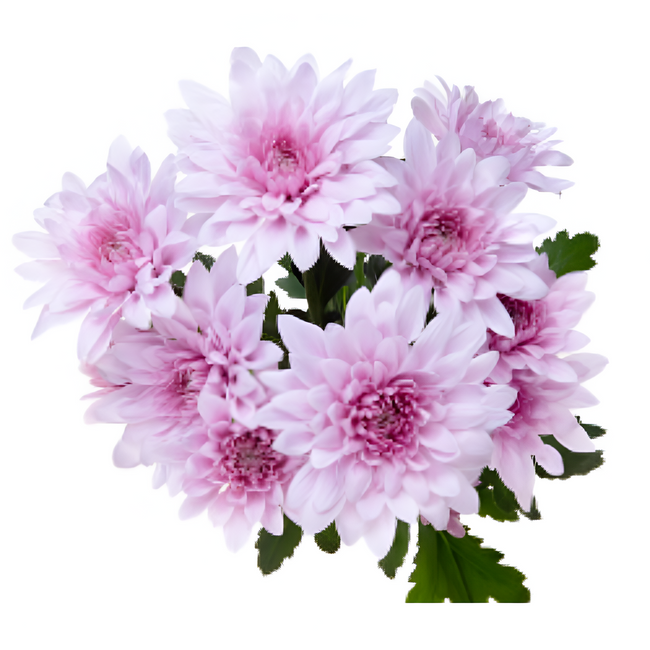 Pom Cushion SuperStar Lav. SOL