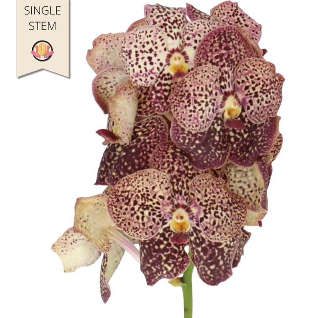Vanda Ocelot Sangria holl(STEM
