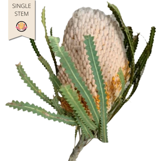 Banksia Natural tutuli(STEM)