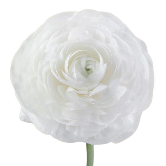 Ranunculus White tessa