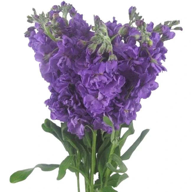 Stock Mid Blue bella