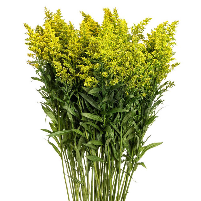 Solidago Mardi Gold esmeralda