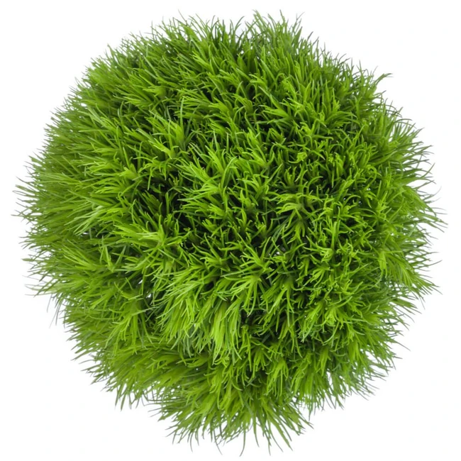 Dianthus Green Ball golden