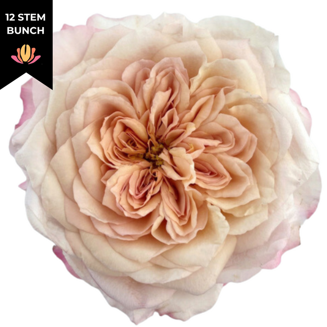 Rose Gdn Miyabi Bi-Pink Peach