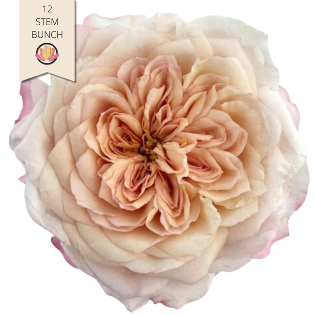 Rose Gdn Miyabi Bi-Pink Peach