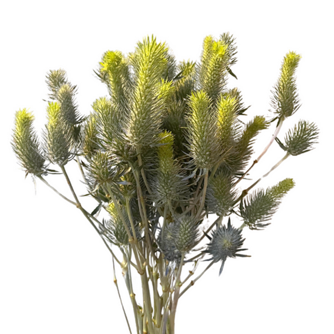 Eryngium Electric Dynamite 70cm