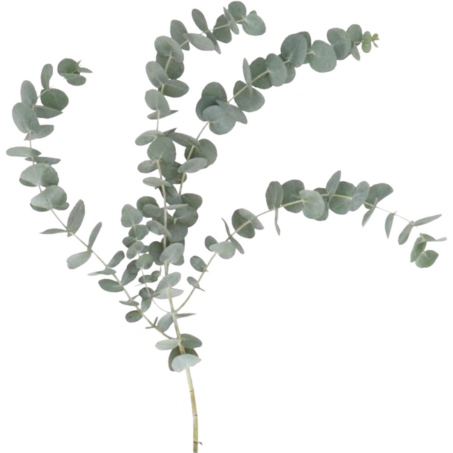 Eucalyptus Cinerea 50cm short