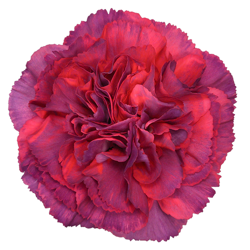 Carn Sel Metalica Rose holex