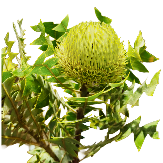 Banksia Lime mellano(STEM)