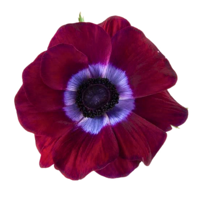 Anemone Bordeaux rio sel