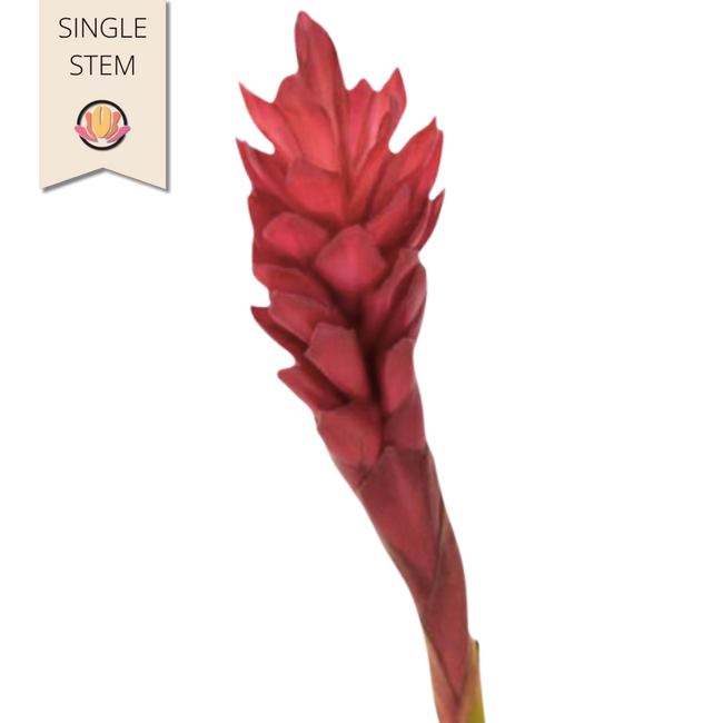 Ginger King Red national(STEM)