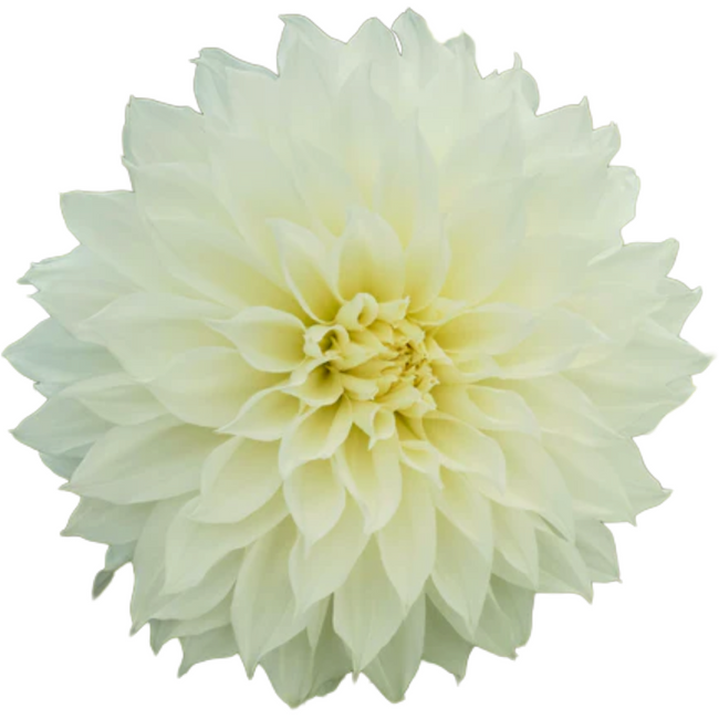 Dahlia White local