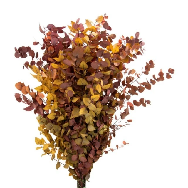 Eucalyptus Stuartiana Fall Pre