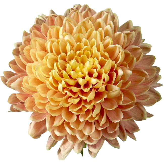 Mum Cremon Salmon Oefa sole