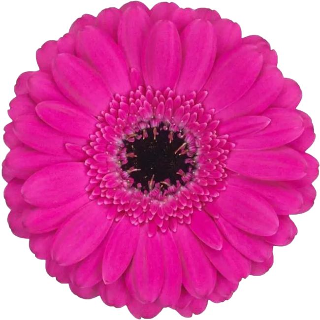 Germini Anna (Fuchsia) rosaflo