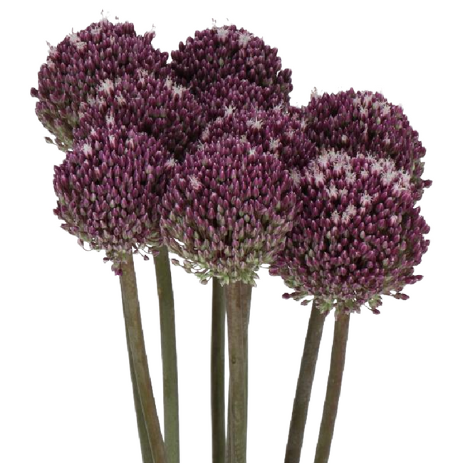 Allium Summer Drummer holl - ALL SUMMER DRUMMER HOLL