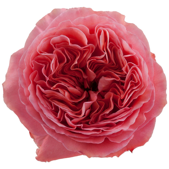 Rose Candy X-Pression 50cm Tos