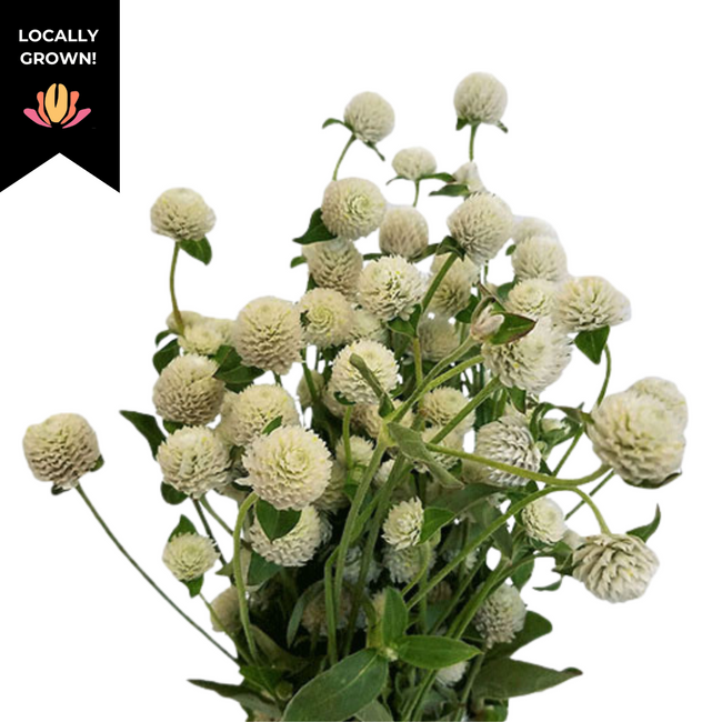 Gomphrena White local