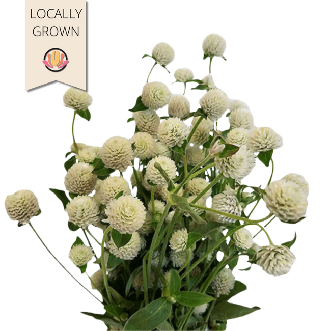 Gomphrena White local