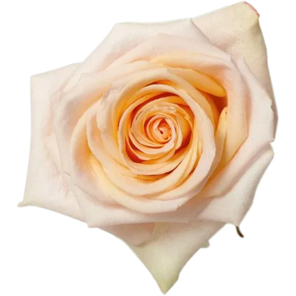 Rose Tiffany 50cm TOSCANA