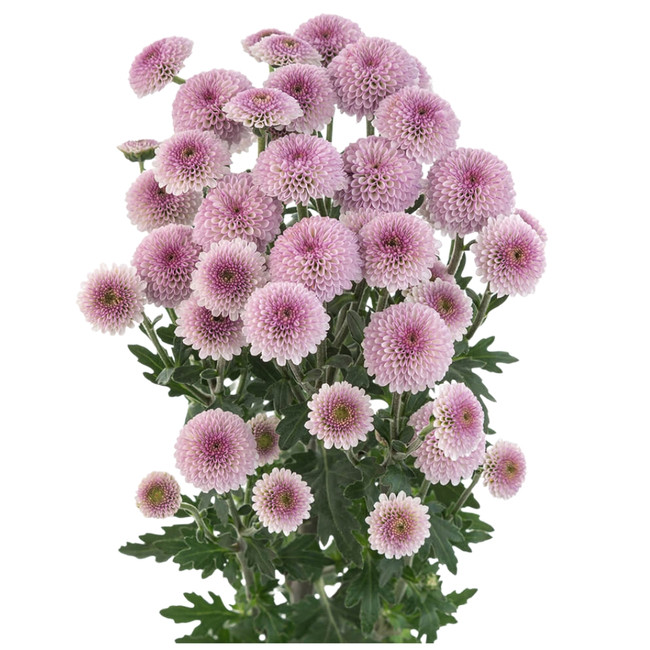 Pom Micro Button Pink golden