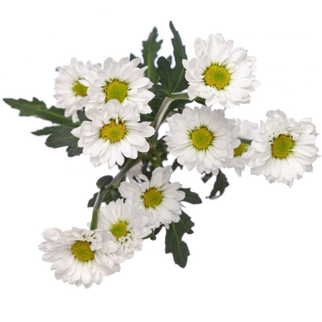 Pom Mico Daisy White golden