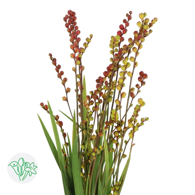 Crocosmia Berry Red holl