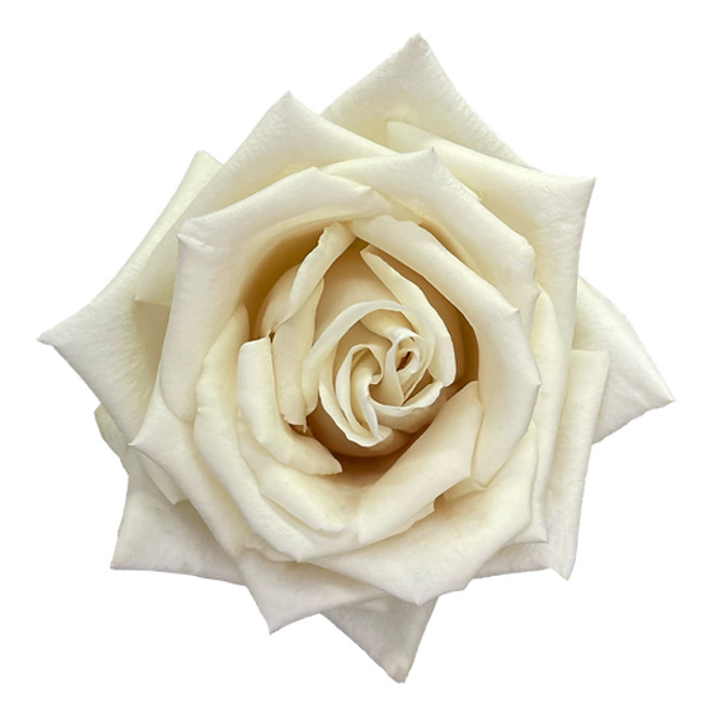Rose Sand Castle 60cm rprima