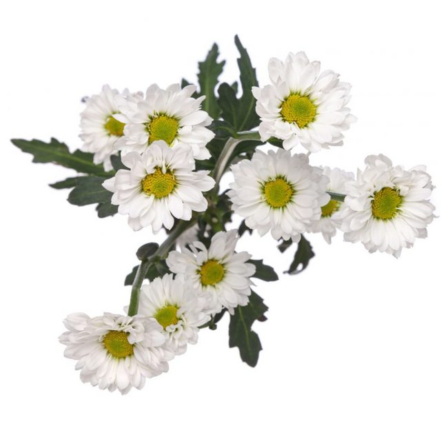 Pom Micro Daisy Katy ICON GLDN