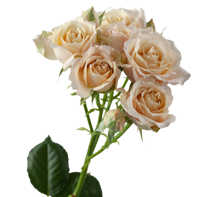 RoseSpray SaharaSen. 50 rprima