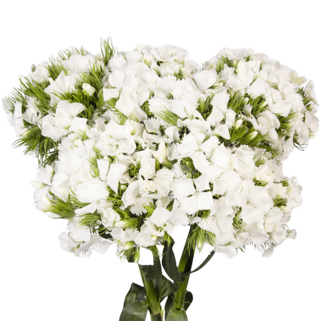 Dianthus Sweet Will White holl
