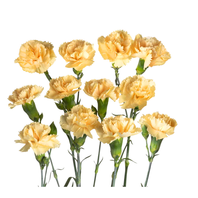 CarnMini Gold Dune sole