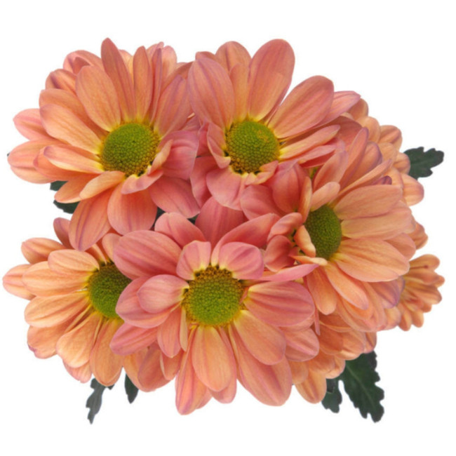 Pom Daisy TeqSunrise GALLERIA