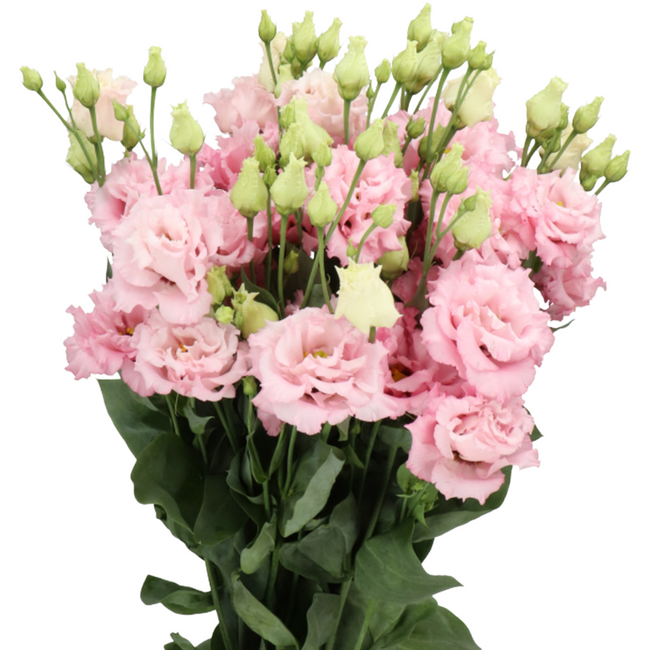 Lisianthus Celebrich Queen hol