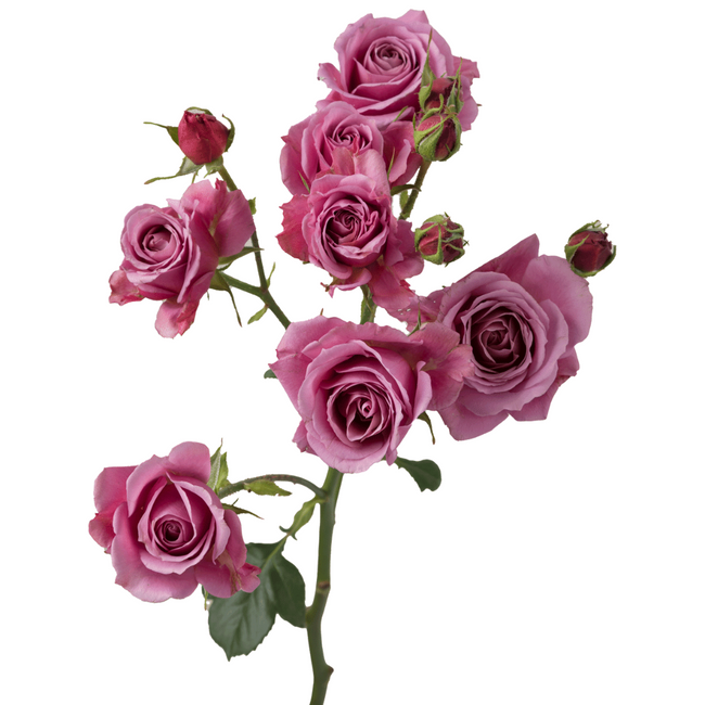RoseSpray Aoi rprima