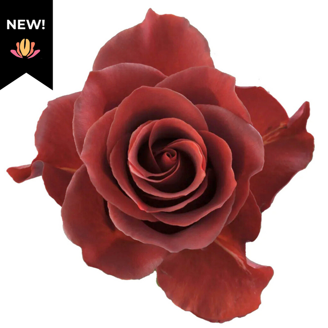 Rose Espresso 40cm rprima