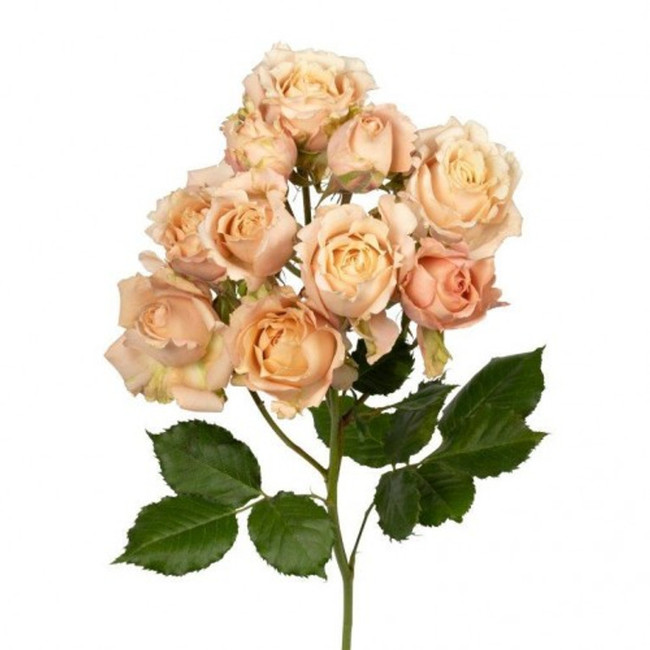 RoseSpray Sahara Sensation  rprima