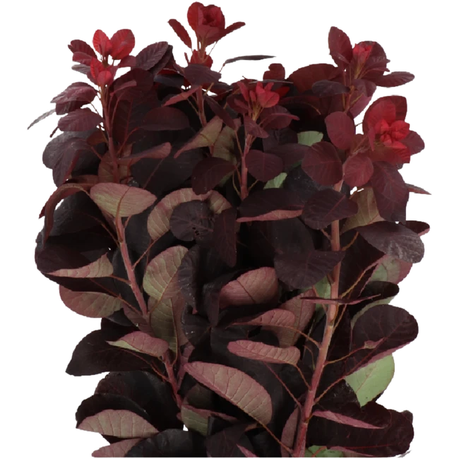 Cotinus Royal Purple holl (10s
