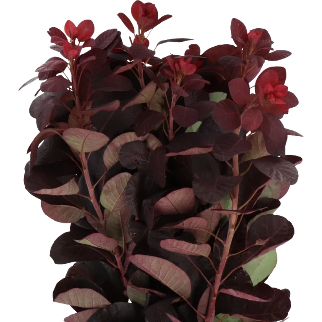 Cotinus Royal Purple holl 60cm