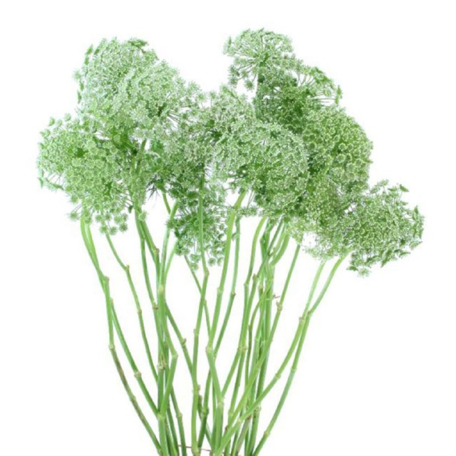Lace Green Mist tutuli