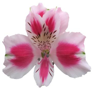 Alstro Andalusia supsel tessa