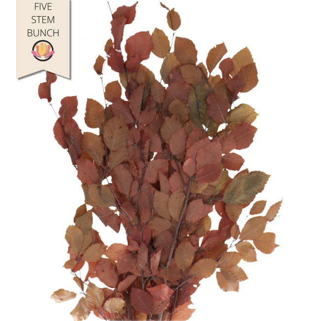 Dried Fagus Autumn holl