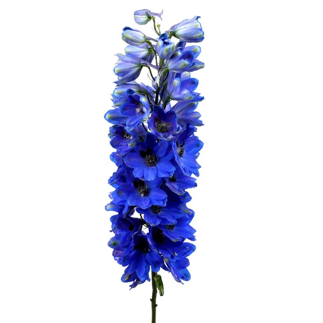 Delph Hybrid Elatum Blue River