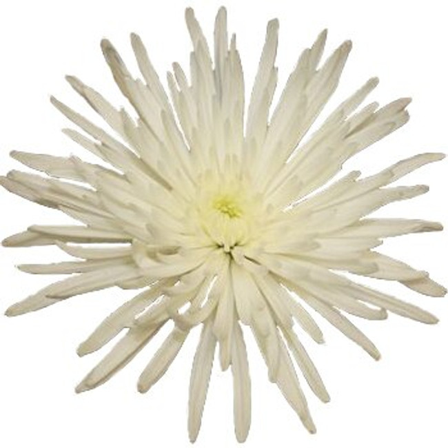 Mum Delistar White gall