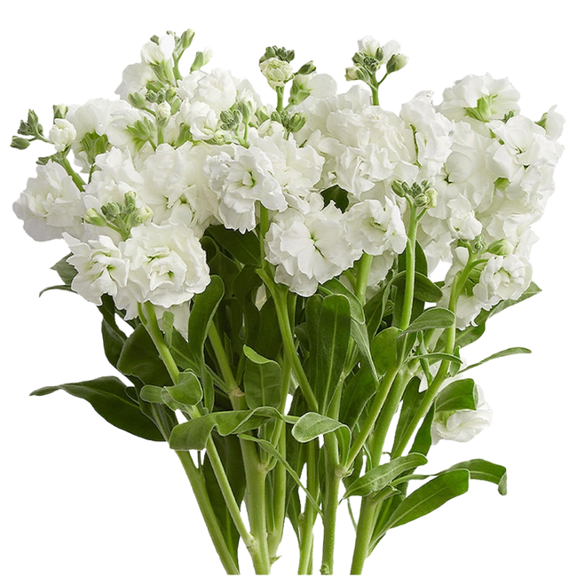 Stock White, Singing