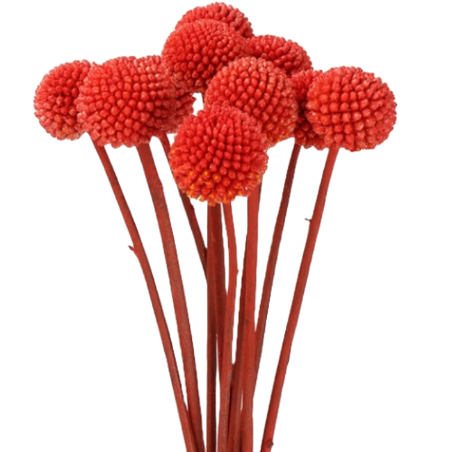 Craspedia Dyed Red holl