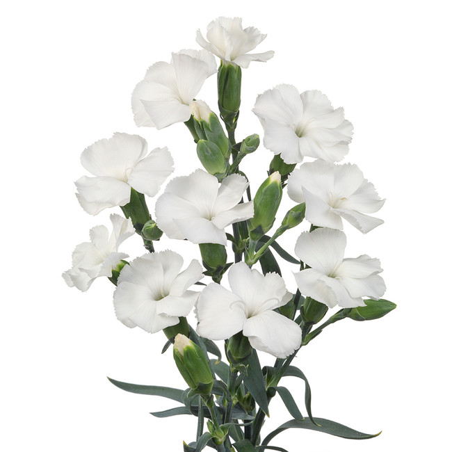 Dianthus Sparkz White sole