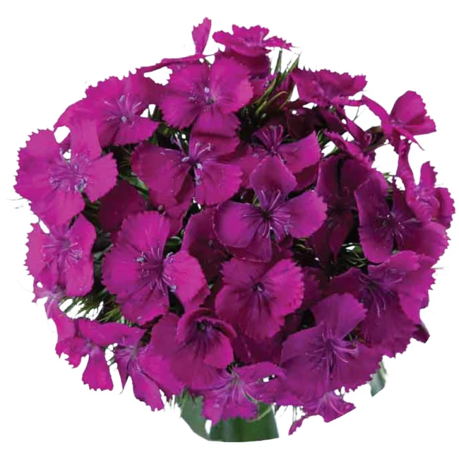 Dianthus Sparkz Purple sole
