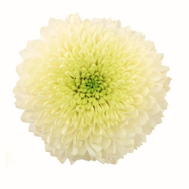 Mum Disbud Ball White Superbow